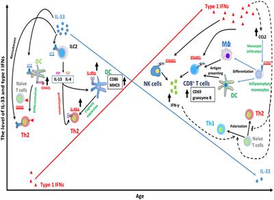 Role of Type I Interferon (IFN) in the Respiratory Syncytial Virus (RSV) Immune Response and Disease Severity